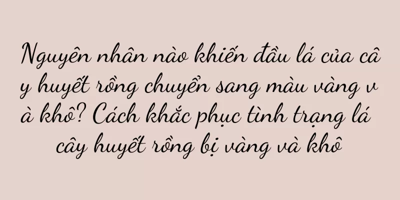 Nguyên nhân nào khiến đầu lá của cây huyết rồng chuyển sang màu vàng và khô? Cách khắc phục tình trạng lá cây huyết rồng bị vàng và khô