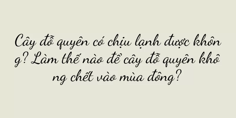 Cây đỗ quyên có chịu lạnh được không? Làm thế nào để cây đỗ quyên không chết vào mùa đông?