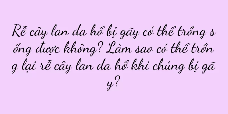 Rễ cây lan da hổ bị gãy có thể trồng sống được không? Làm sao có thể trồng lại rễ cây lan da hổ khi chúng bị gãy?