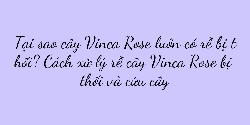 Tại sao cây Vinca Rose luôn có rễ bị thối? Cách xử lý rễ cây Vinca Rose bị thối và cứu cây