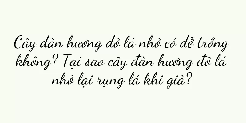 Cây đàn hương đỏ lá nhỏ có dễ trồng không? Tại sao cây đàn hương đỏ lá nhỏ lại rụng lá khi già?