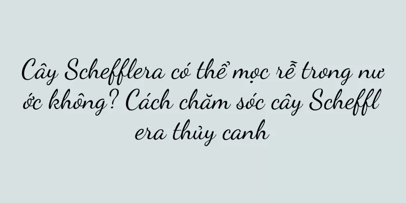 Cây Schefflera có thể mọc rễ trong nước không? Cách chăm sóc cây Schefflera thủy canh