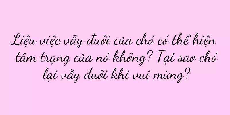 Liệu việc vẫy đuôi của chó có thể hiện tâm trạng của nó không? Tại sao chó lại vẫy đuôi khi vui mừng?