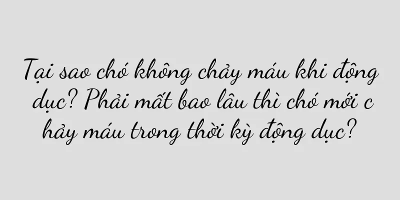 Tại sao chó không chảy máu khi động dục? Phải mất bao lâu thì chó mới chảy máu trong thời kỳ động dục?