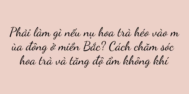 Phải làm gì nếu nụ hoa trà héo vào mùa đông ở miền Bắc? Cách chăm sóc hoa trà và tăng độ ẩm không khí