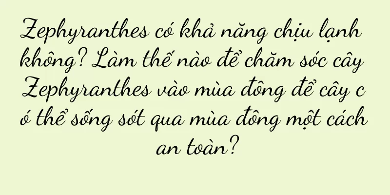 Zephyranthes có khả năng chịu lạnh không? Làm thế nào để chăm sóc cây Zephyranthes vào mùa đông để cây có thể sống sót qua mùa đông một cách an toàn?
