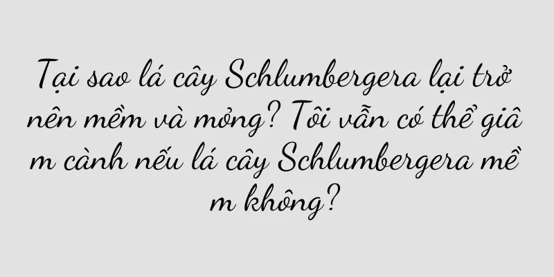 Tại sao lá cây Schlumbergera lại trở nên mềm và mỏng? Tôi vẫn có thể giâm cành nếu lá cây Schlumbergera mềm không?