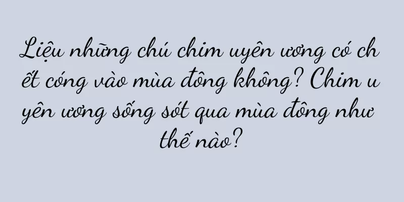 Liệu những chú chim uyên ương có chết cóng vào mùa đông không? Chim uyên ương sống sót qua mùa đông như thế nào?
