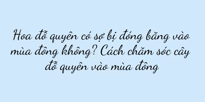 Hoa đỗ quyên có sợ bị đóng băng vào mùa đông không? Cách chăm sóc cây đỗ quyên vào mùa đông