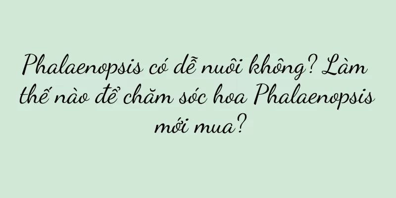 Phalaenopsis có dễ nuôi không? Làm thế nào để chăm sóc hoa Phalaenopsis mới mua?