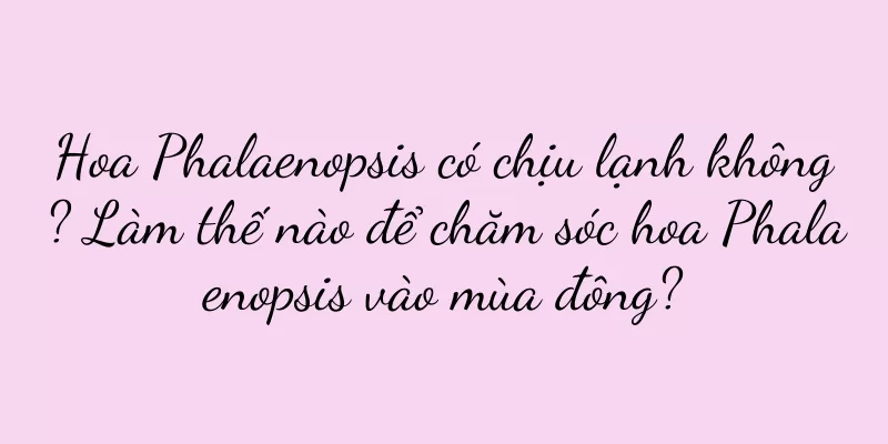 Hoa Phalaenopsis có chịu lạnh không? Làm thế nào để chăm sóc hoa Phalaenopsis vào mùa đông?