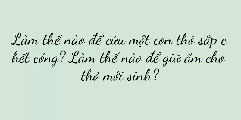 Làm thế nào để cứu một con thỏ sắp chết cóng? Làm thế nào để giữ ấm cho thỏ mới sinh?
