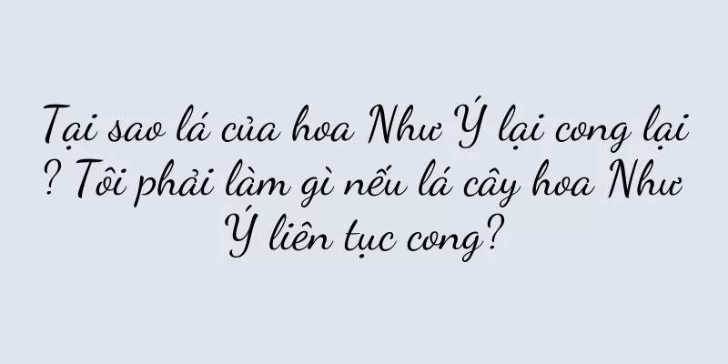 Tại sao lá của hoa Như Ý lại cong lại? Tôi phải làm gì nếu lá cây hoa Như Ý liên tục cong?