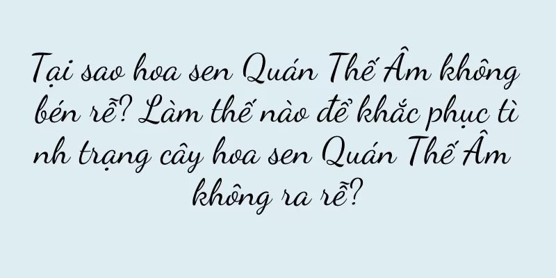 Tại sao hoa sen Quán Thế Âm không bén rễ? Làm thế nào để khắc phục tình trạng cây hoa sen Quán Thế Âm không ra rễ?
