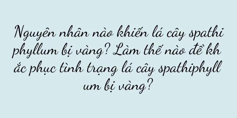 Nguyên nhân nào khiến lá cây spathiphyllum bị vàng? Làm thế nào để khắc phục tình trạng lá cây spathiphyllum bị vàng?
