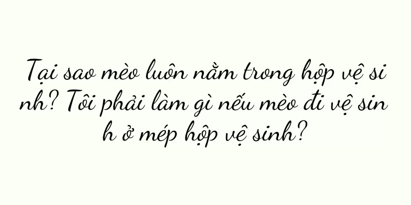 Tại sao mèo luôn nằm trong hộp vệ sinh? Tôi phải làm gì nếu mèo đi vệ sinh ở mép hộp vệ sinh?