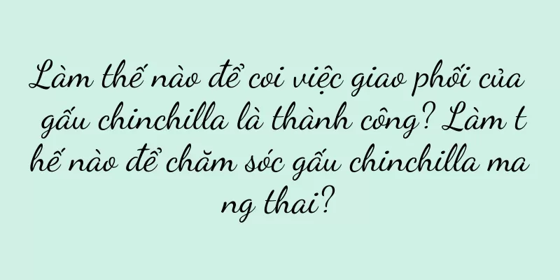 Làm thế nào để coi việc giao phối của gấu chinchilla là thành công? Làm thế nào để chăm sóc gấu chinchilla mang thai?