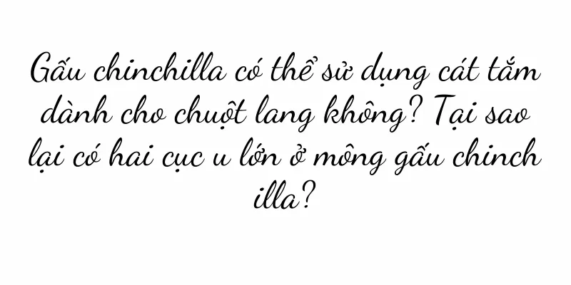 Gấu chinchilla có thể sử dụng cát tắm dành cho chuột lang không? Tại sao lại có hai cục u lớn ở mông gấu chinchilla?