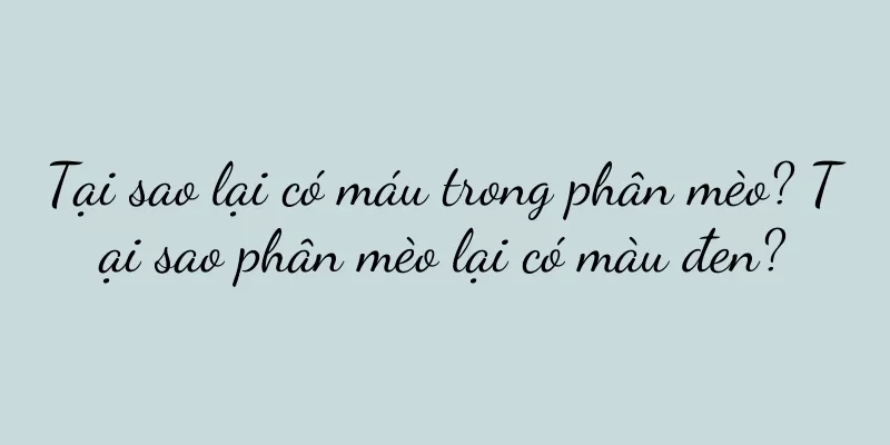 Tại sao lại có máu trong phân mèo? Tại sao phân mèo lại có màu đen?