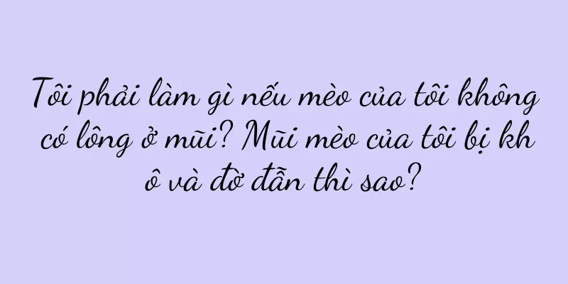 Tôi phải làm gì nếu mèo của tôi không có lông ở mũi? Mũi mèo của tôi bị khô và đờ đẫn thì sao?