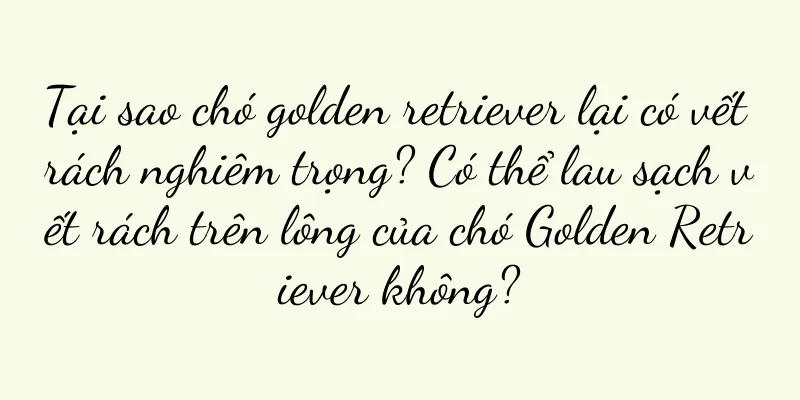 Tại sao chó golden retriever lại có vết rách nghiêm trọng? Có thể lau sạch vết rách trên lông của chó Golden Retriever không?