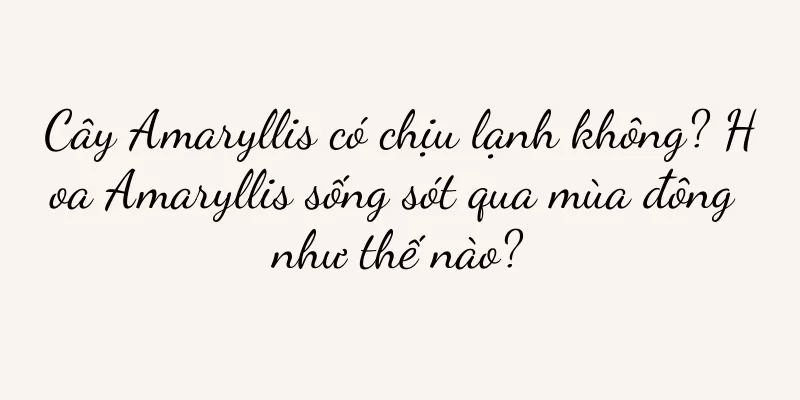 Cây Amaryllis có chịu lạnh không? Hoa Amaryllis sống sót qua mùa đông như thế nào?