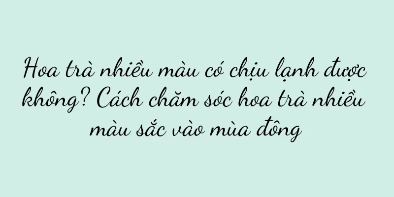 Hoa trà nhiều màu có chịu lạnh được không? Cách chăm sóc hoa trà nhiều màu sắc vào mùa đông