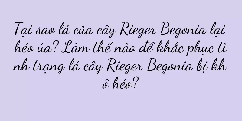 Tại sao lá của cây Rieger Begonia lại héo úa? Làm thế nào để khắc phục tình trạng lá cây Rieger Begonia bị khô héo?