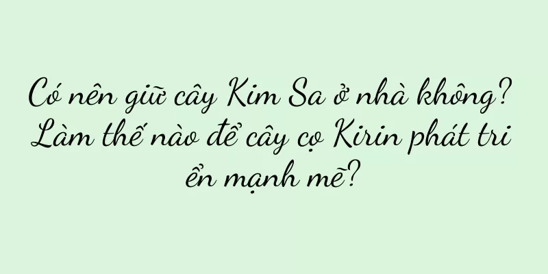 Có nên giữ cây Kim Sa ở nhà không? Làm thế nào để cây cọ Kirin phát triển mạnh mẽ?