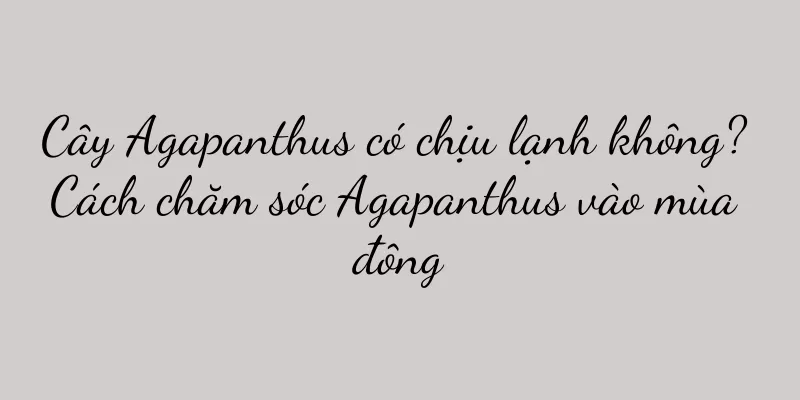 Cây Agapanthus có chịu lạnh không? Cách chăm sóc Agapanthus vào mùa đông