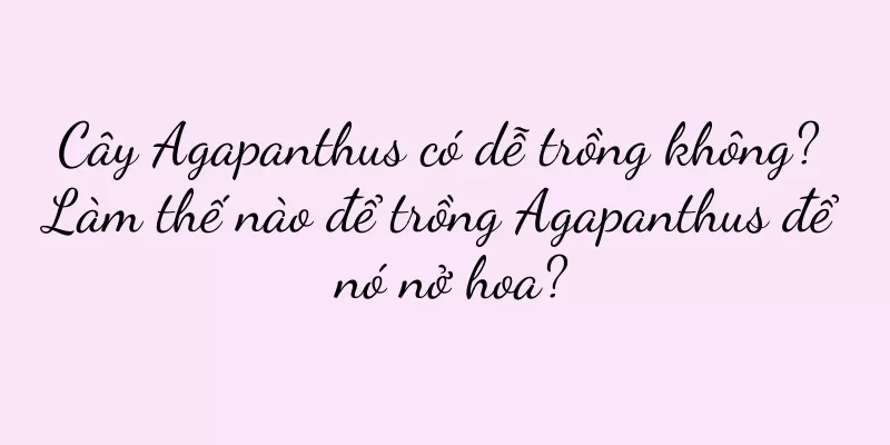 Cây Agapanthus có dễ trồng không? Làm thế nào để trồng Agapanthus để nó nở hoa?