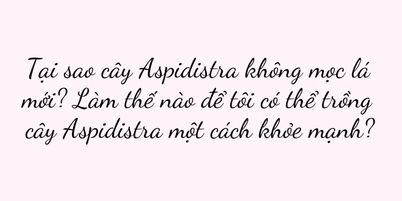 Tại sao cây Aspidistra không mọc lá mới? Làm thế nào để tôi có thể trồng cây Aspidistra một cách khỏe mạnh?