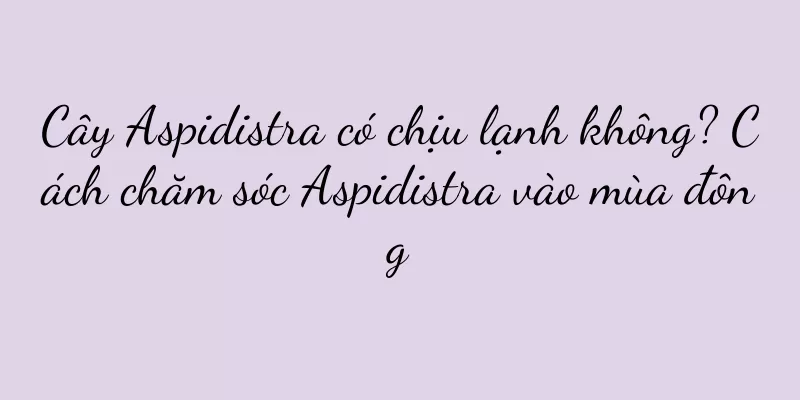 Cây Aspidistra có chịu lạnh không? Cách chăm sóc Aspidistra vào mùa đông