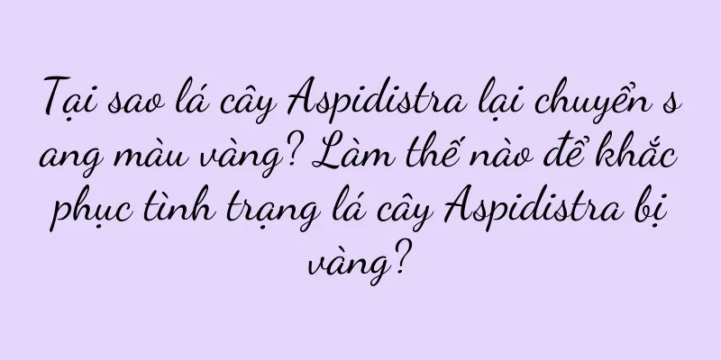 Tại sao lá cây Aspidistra lại chuyển sang màu vàng? Làm thế nào để khắc phục tình trạng lá cây Aspidistra bị vàng?