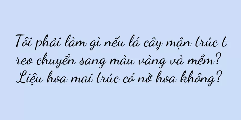 Tôi phải làm gì nếu lá cây mận trúc treo chuyển sang màu vàng và mềm? Liệu hoa mai trúc có nở hoa không?