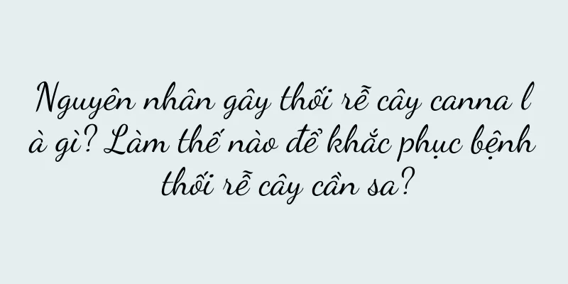 Nguyên nhân gây thối rễ cây canna là gì? Làm thế nào để khắc phục bệnh thối rễ cây cần sa?