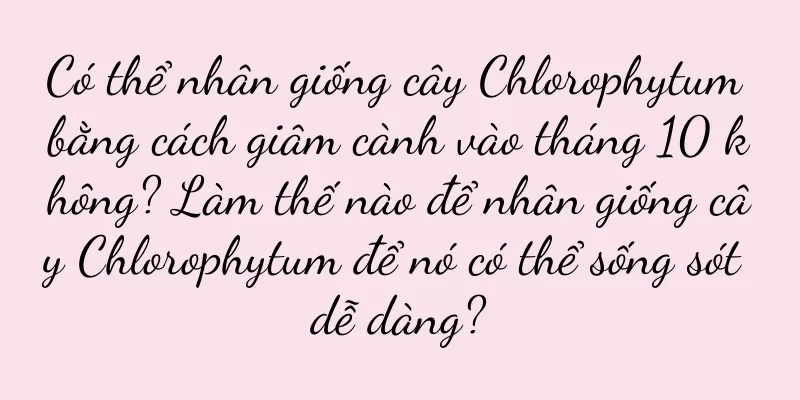 Có thể nhân giống cây Chlorophytum bằng cách giâm cành vào tháng 10 không? Làm thế nào để nhân giống cây Chlorophytum để nó có thể sống sót dễ dàng?
