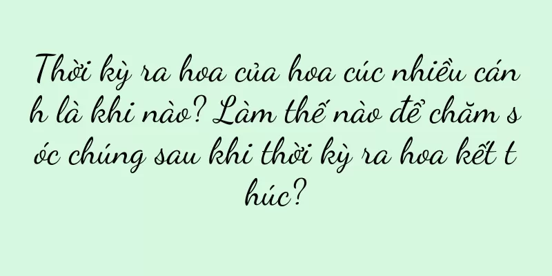 Thời kỳ ra hoa của hoa cúc nhiều cánh là khi nào? Làm thế nào để chăm sóc chúng sau khi thời kỳ ra hoa kết thúc?