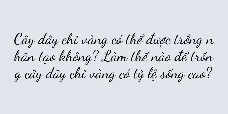 Cây dây chỉ vàng có thể được trồng nhân tạo không? Làm thế nào để trồng cây dây chỉ vàng có tỷ lệ sống cao?