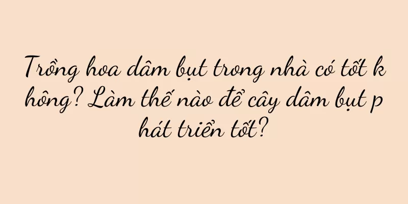 Trồng hoa dâm bụt trong nhà có tốt không? Làm thế nào để cây dâm bụt phát triển tốt?
