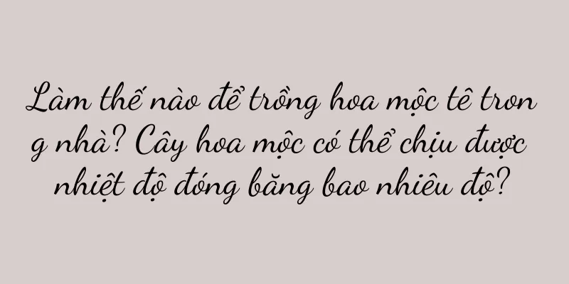 Làm thế nào để trồng hoa mộc tê trong nhà? Cây hoa mộc có thể chịu được nhiệt độ đóng băng bao nhiêu độ?
