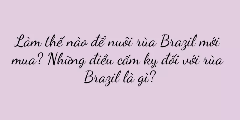 Làm thế nào để nuôi rùa Brazil mới mua? Những điều cấm kỵ đối với rùa Brazil là gì?