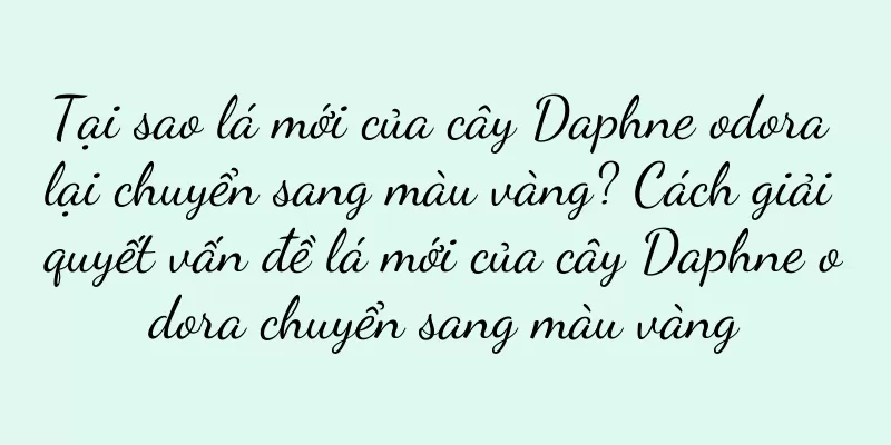 Tại sao lá mới của cây Daphne odora lại chuyển sang màu vàng? Cách giải quyết vấn đề lá mới của cây Daphne odora chuyển sang màu vàng