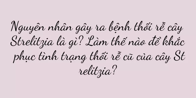 Nguyên nhân gây ra bệnh thối rễ cây Strelitzia là gì? Làm thế nào để khắc phục tình trạng thối rễ cũ của cây Strelitzia?