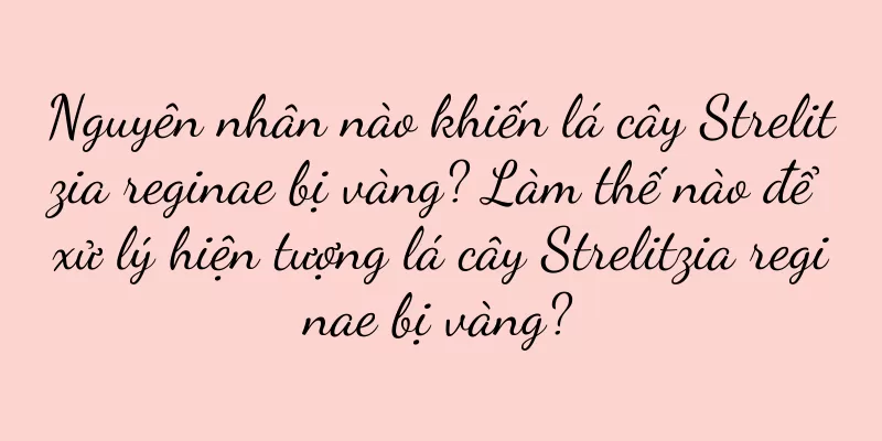Nguyên nhân nào khiến lá cây Strelitzia reginae bị vàng? Làm thế nào để xử lý hiện tượng lá cây Strelitzia reginae bị vàng?