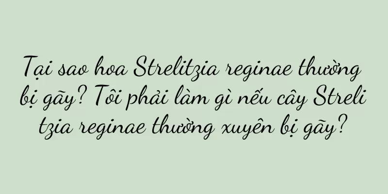 Tại sao hoa Strelitzia reginae thường bị gãy? Tôi phải làm gì nếu cây Strelitzia reginae thường xuyên bị gãy?