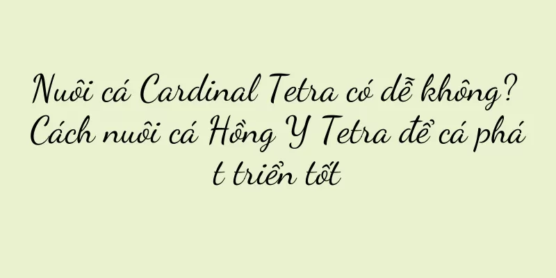 Nuôi cá Cardinal Tetra có dễ không? Cách nuôi cá Hồng Y Tetra để cá phát triển tốt