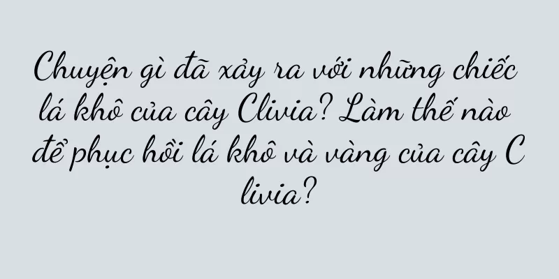 Chuyện gì đã xảy ra với những chiếc lá khô của cây Clivia? Làm thế nào để phục hồi lá khô và vàng của cây Clivia?