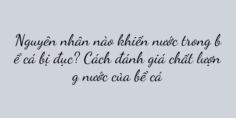 Nguyên nhân nào khiến nước trong bể cá bị đục? Cách đánh giá chất lượng nước của bể cá