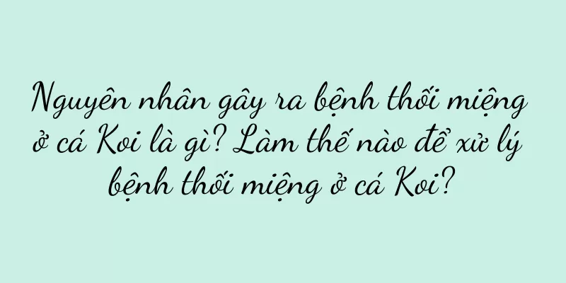 Nguyên nhân gây ra bệnh thối miệng ở cá Koi là gì? Làm thế nào để xử lý bệnh thối miệng ở cá Koi?
